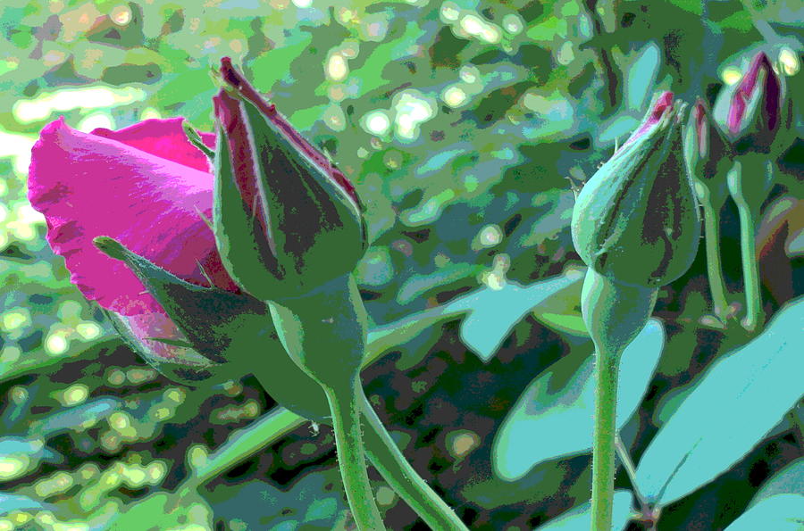 5 Pink Rose Buds Photograph by Padre Art