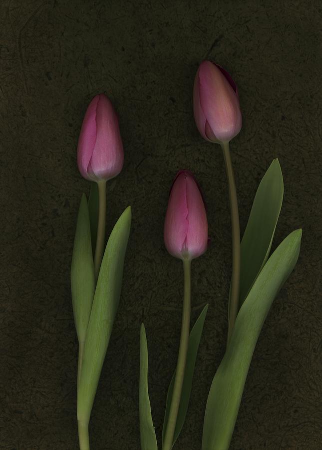 Pink Tulips #5 Photograph by Deddeda