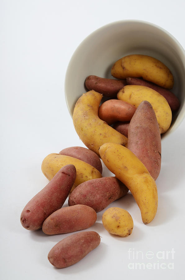 Potato Photograph - Potato #5 by Photo Researchers, Inc.