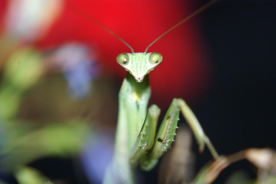 Insect Photograph - Praying Mantis by Heidi Poulin Insect Photograph - Praying Mantis by Heidi Poulin