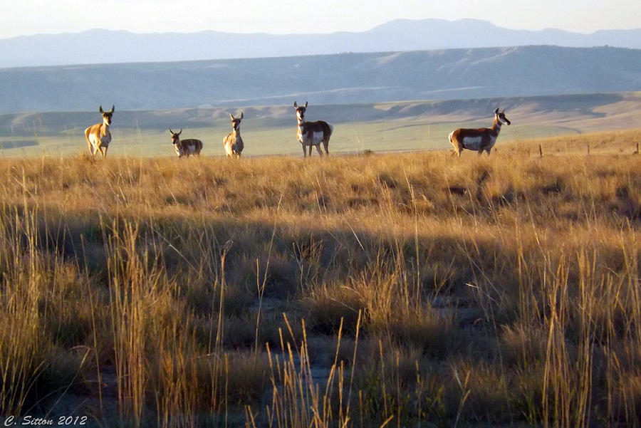 5 Pronghorn Does Photograph by C Sitton