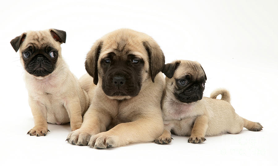 Pug And English Mastiff Puppies Photograph by Jane Burton - Fine Art ...