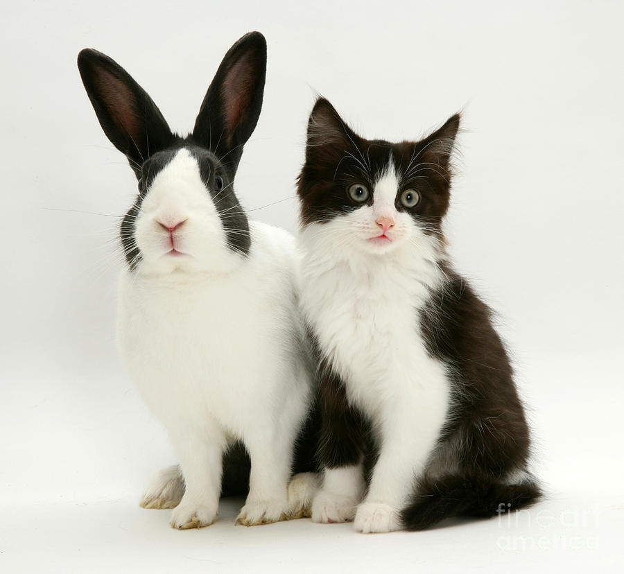 Rabbit And Kitten #5 Photograph by Jane Burton