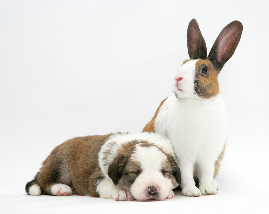 Rabbit And Puppy #5 Photograph by Jane Burton