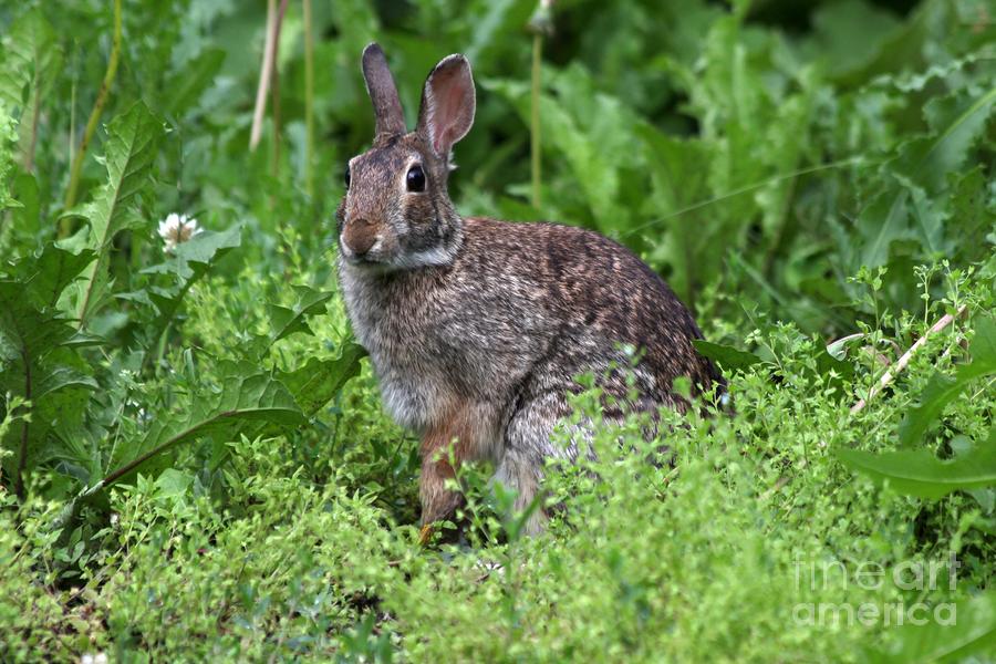 Wildlife Photograph - Rabbit #5 by Lori Tordsen