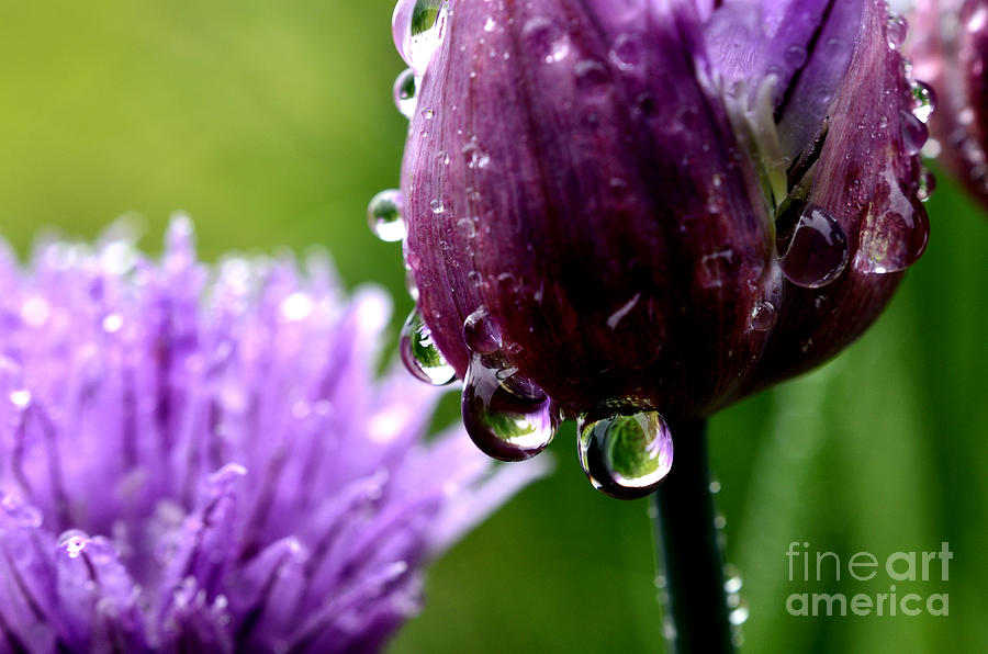 Spring Photograph - Raindrops on Chives #5 by Thomas R Fletcher
