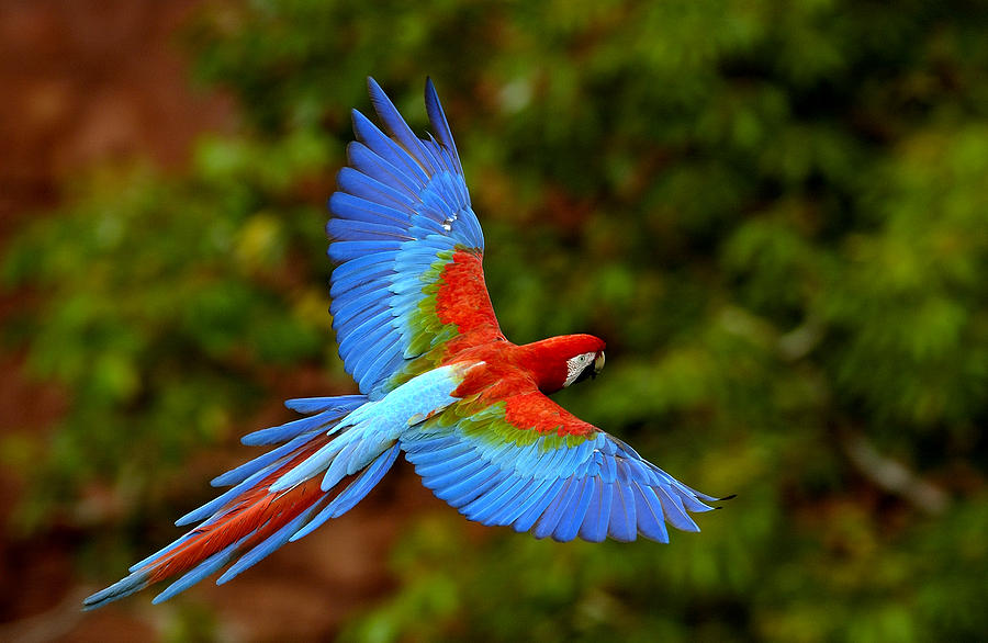 Overfladisk På daglig basis forudsætning Red And Green Macaw Ara Chloroptera by Pete Oxford