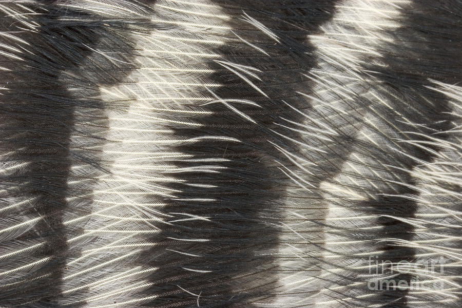 Red-bellied Woodpecker Feathers #5 Photograph by Ted Kinsman
