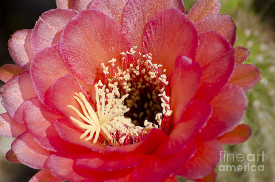 Flowers Still Life Photograph - Red cactus flower #5 by Jim And Emily Bush