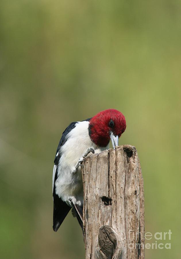 Red-headed Woodpecker #5 Photograph by Jack R Brock