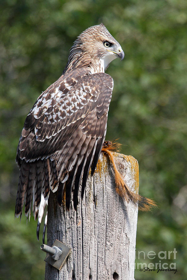 Red Tail Hawk #5 Photograph by Steve Javorsky