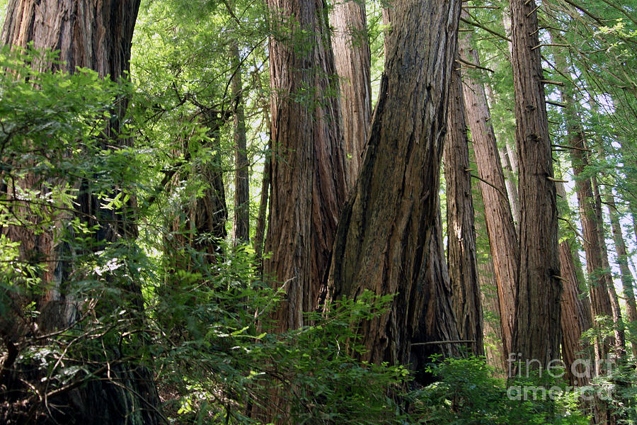Redwoods Sequoia Sempervirens #5 Photograph by Ted Kinsman