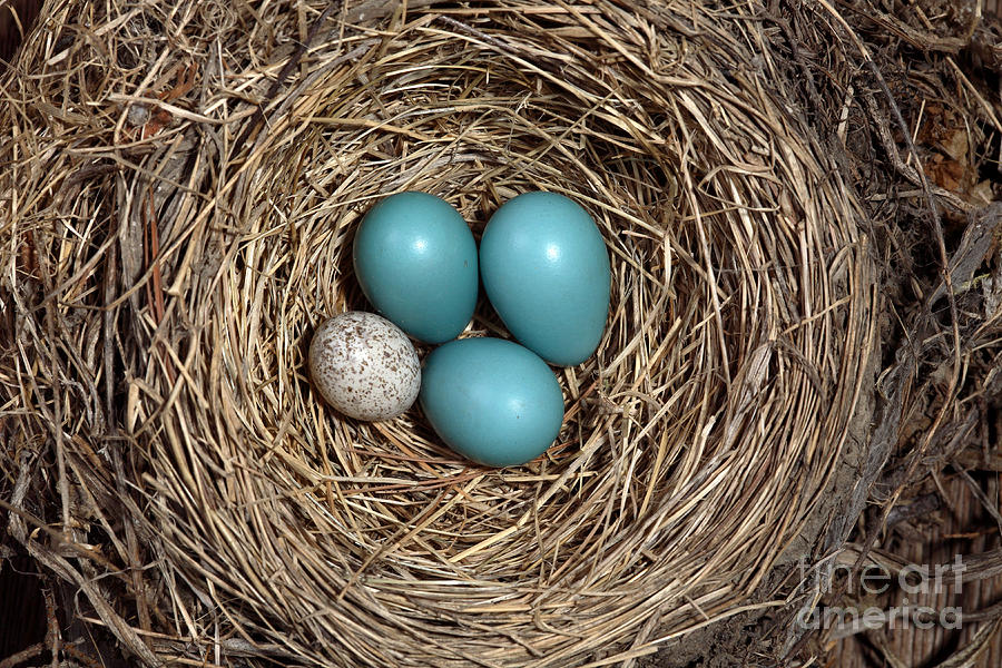 Robins Nest And Cowbird Egg #5 Photograph by Ted Kinsman
