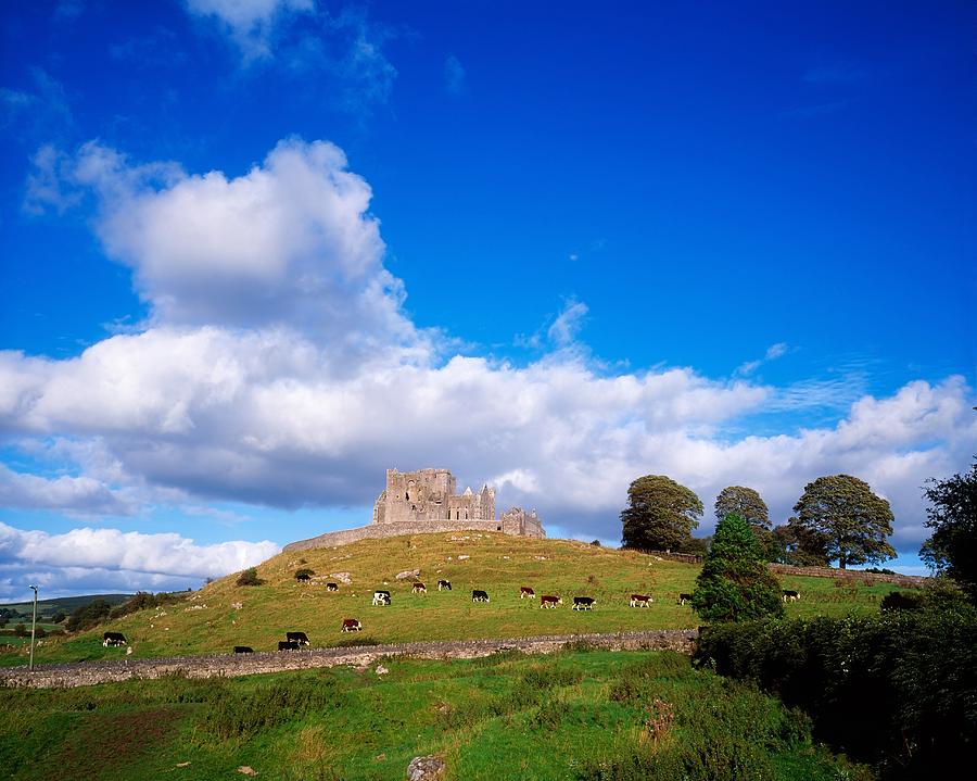 Cow Photograph - Rock Of Cashel, Co Tipperary, Ireland #5 by The Irish Image Collection 