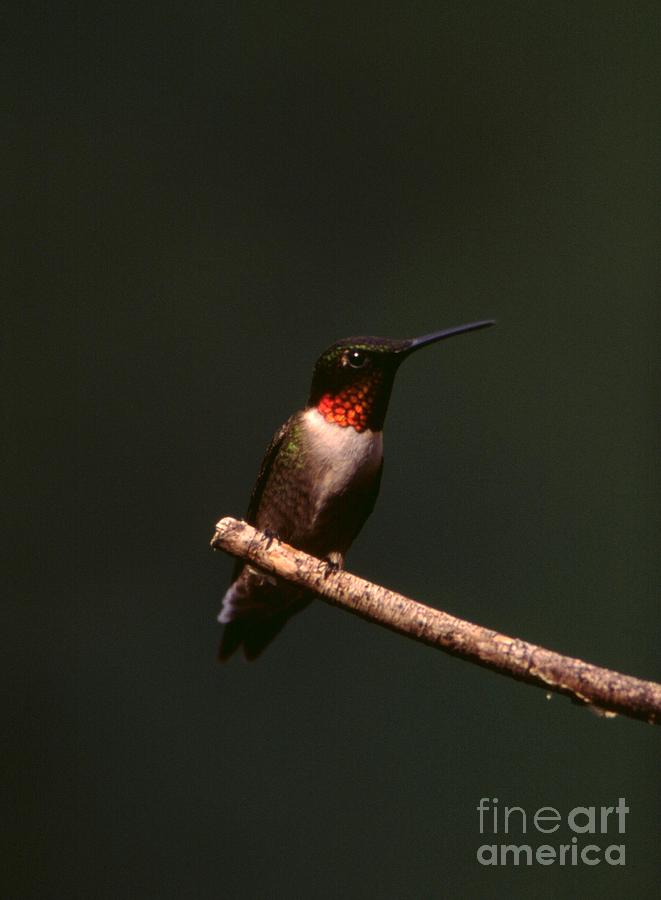 Ruby-throated Hummingbird #5 Photograph by Jack R Brock