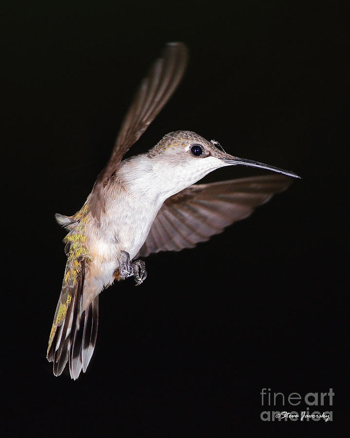 Ruby Throated Hummingbird #5 Photograph by Steve Javorsky