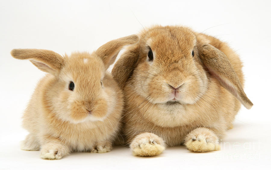 Sandy Lop Rabbits #5 Photograph by Jane Burton