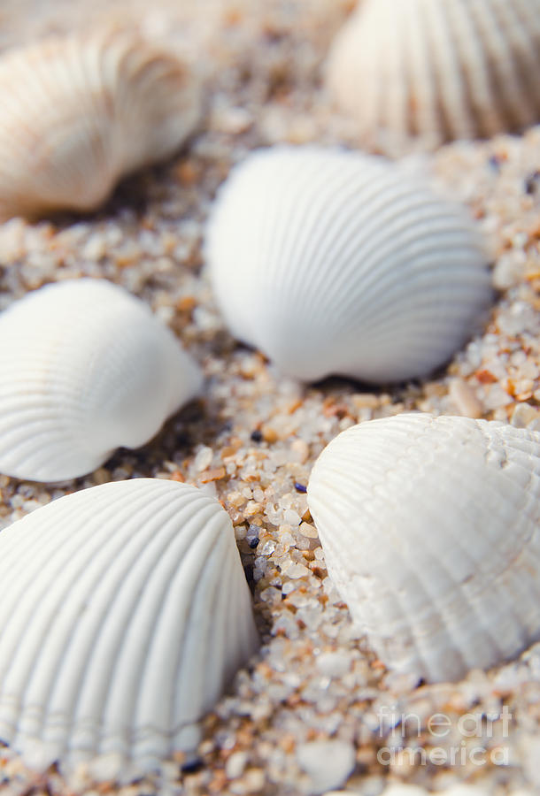 Nature Photograph - Sea shells #5 by Calinciuc Iasmina