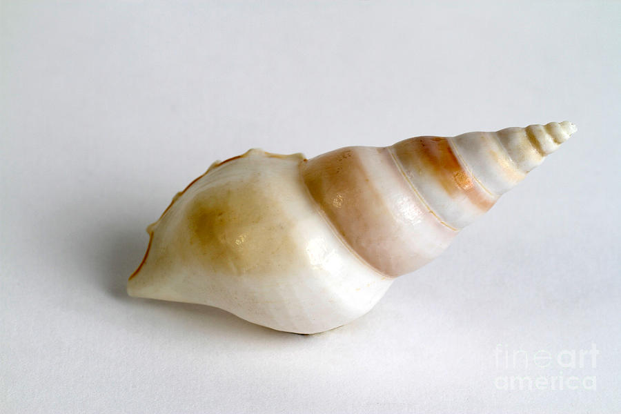 Seashell #5 Photograph by Photo Researchers