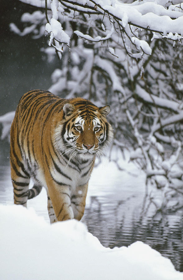 Siberian Tiger Panthera Tigris Altaica #5 Photograph by Konrad Wothe