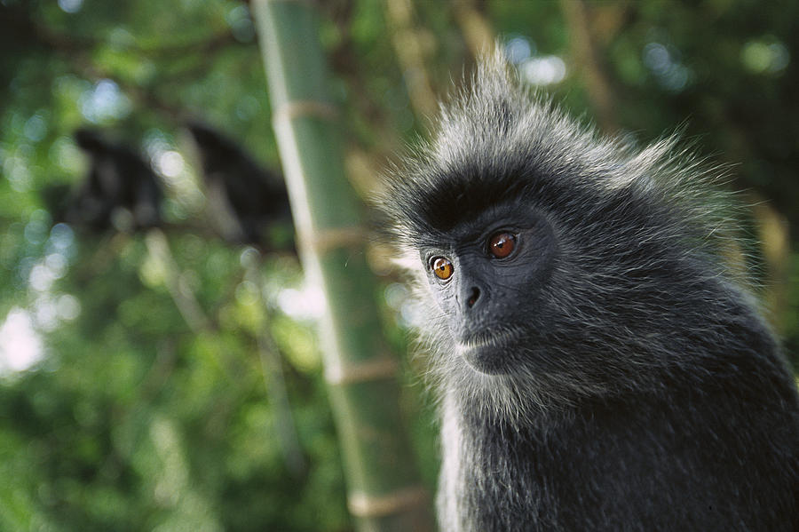 Silvered Leaf Monkey Trachypithecus #5 Photograph by Cyril Ruoso