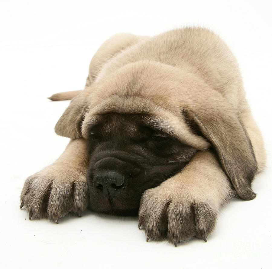 Sleeping Puppy #5 Photograph by Jane Burton