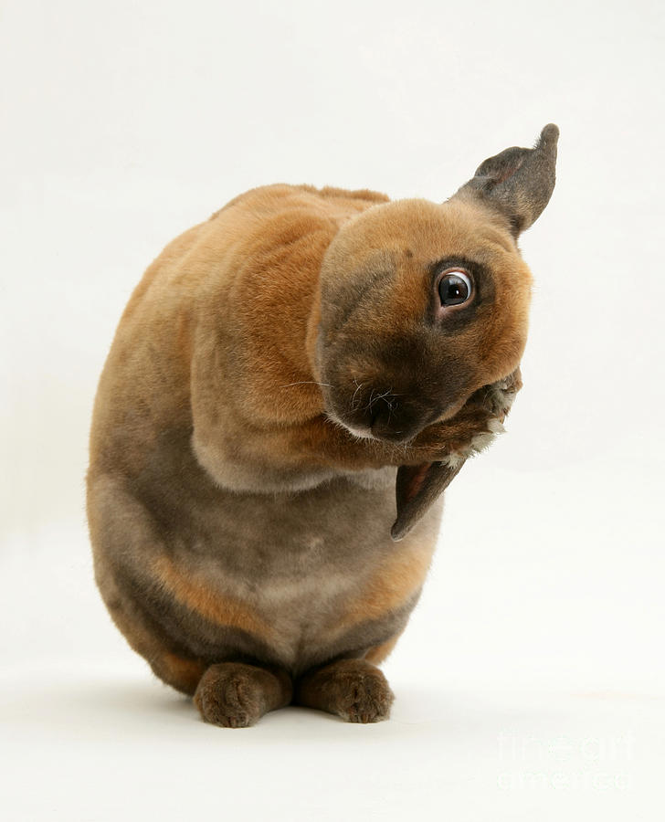 Sooty-fawn Dwarf Rex Rabbit #5 Photograph by Jane Burton