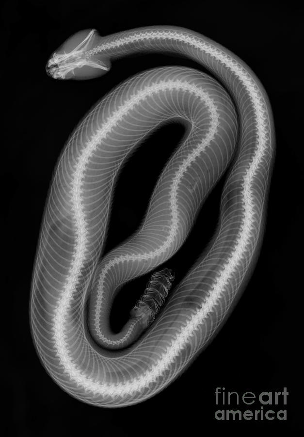 Southern Pacific Rattlesnake, X-ray #5 Photograph by Ted Kinsman