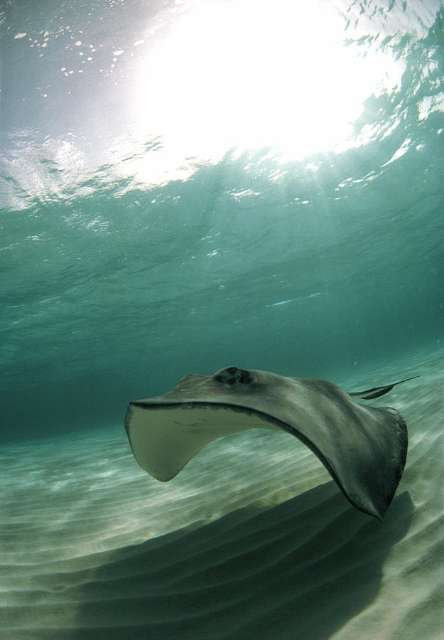 Southern Stingray Photograph by Georgette Douwma - Fine Art America