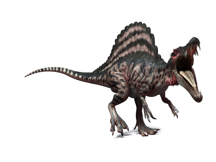 spinosaurus pictures to print