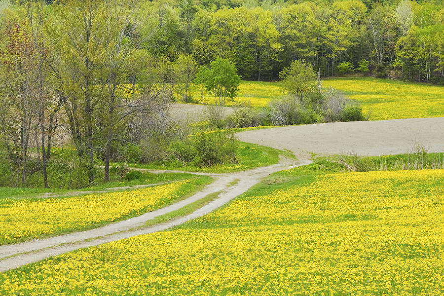 Spring Farm Landscape With Dandelion bloom in Maine #5 Photograph by Keith Webber Jr