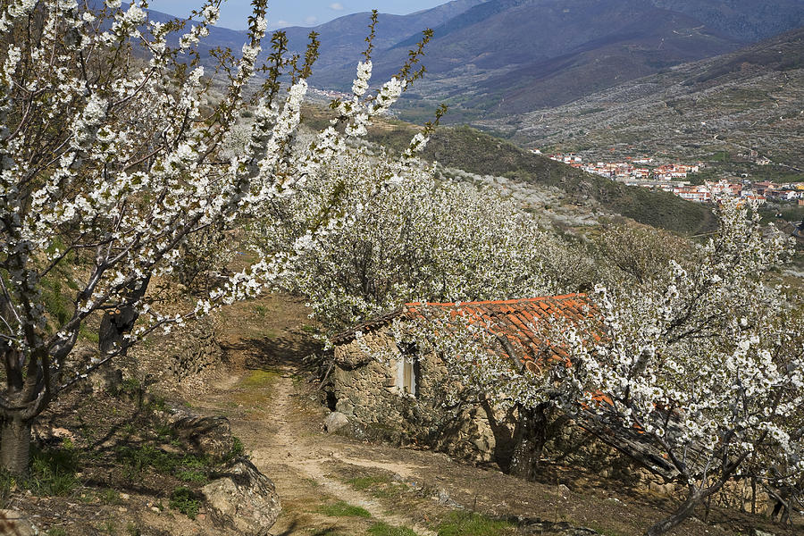 Spring Landscape In The Jerte Valley #5 Photograph by Gonzalo Azumendi