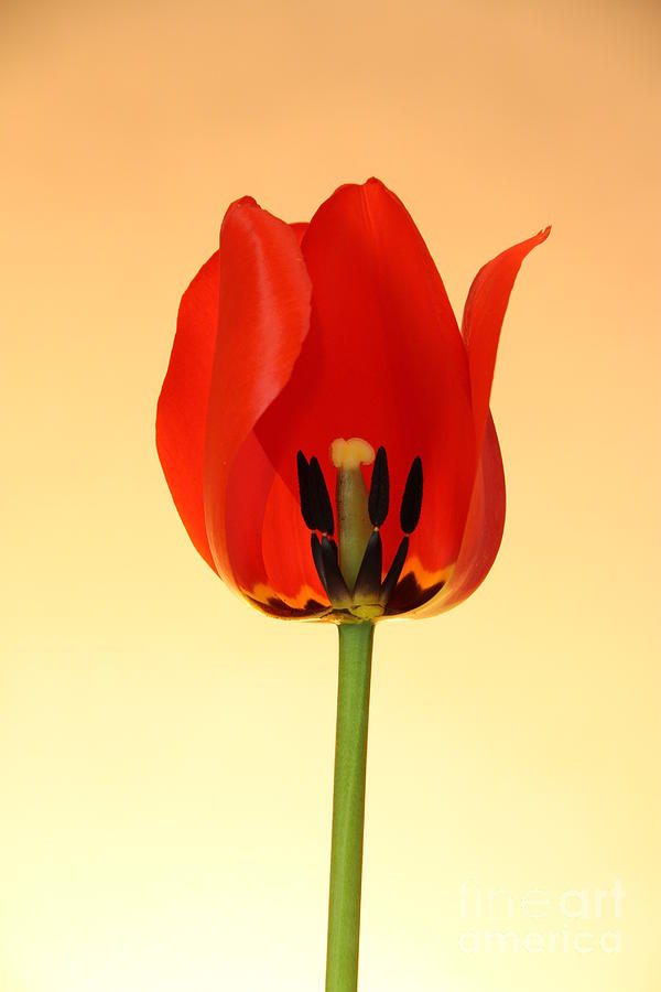 Stamen Of Tulip #5 Photograph by Photo Researchers, Inc.