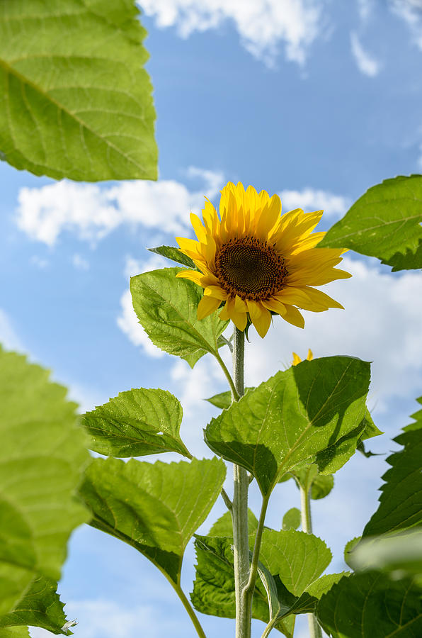 Sunflower #5 Photograph by Michael Goyberg