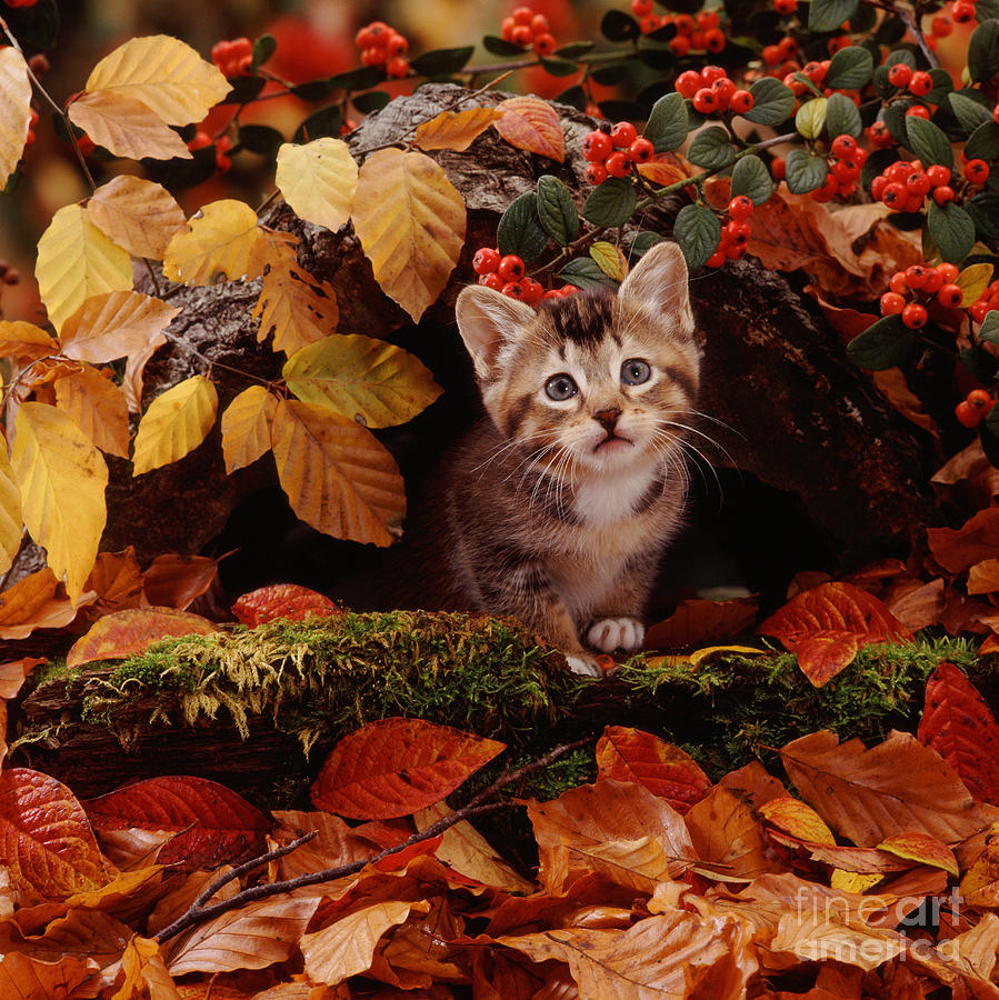 Tabby Kitten #5 Photograph by Jane Burton