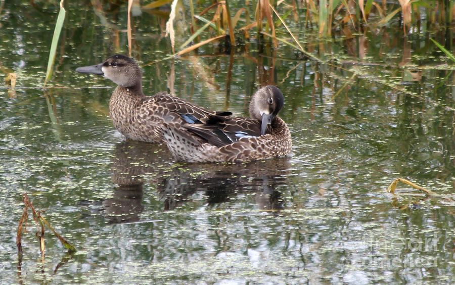 Teal ducks Photograph by Lori Tordsen - Fine Art America