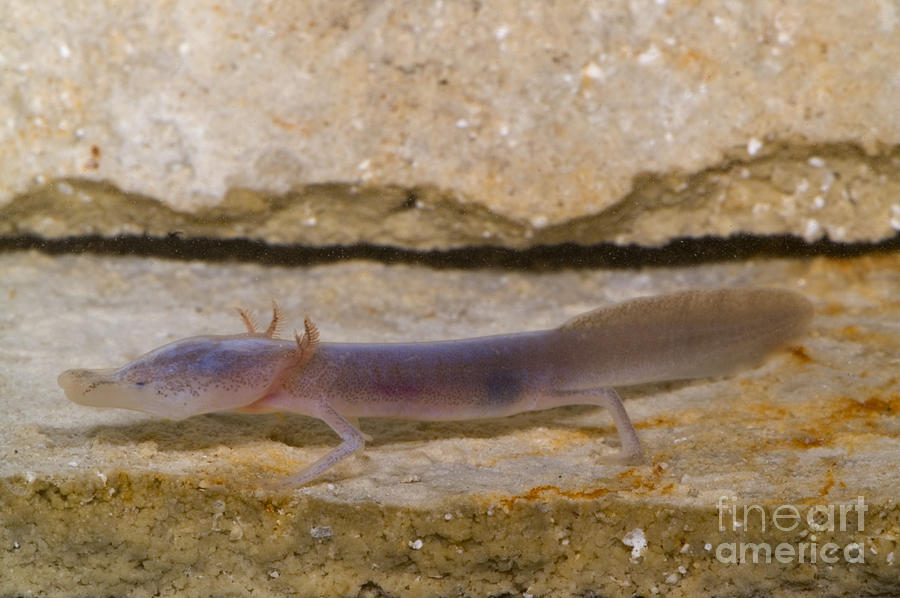 Texas Blind Salamander #5 Photograph by Dante Fenolio