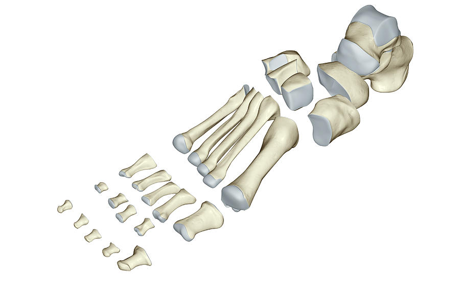 The Bones Of The Foot #5 Digital Art by MedicalRF.com