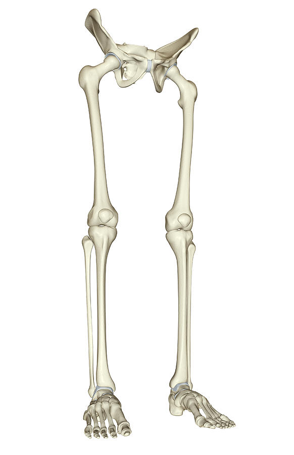 The Bones Of The Lower Body #5 Digital Art by MedicalRF.com