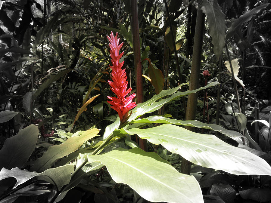 Tropical Flower #5 Photograph by Gina De Gorna