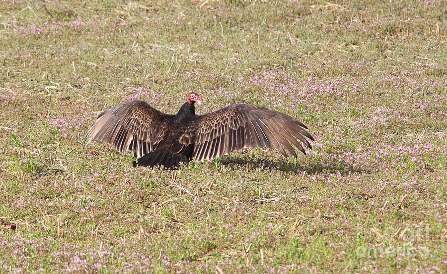 Turkey Vulture #5 Photograph by Jack R Brock