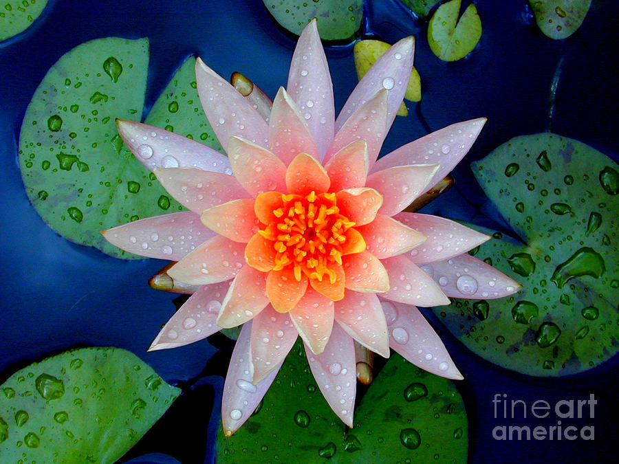 Water Lily #5 Photograph by Mark Gilman