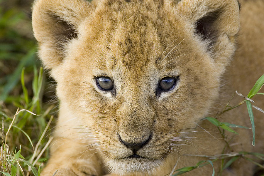 5 Week Old African Lion Cub Masai Mara Photograph by Suzi Eszterhas