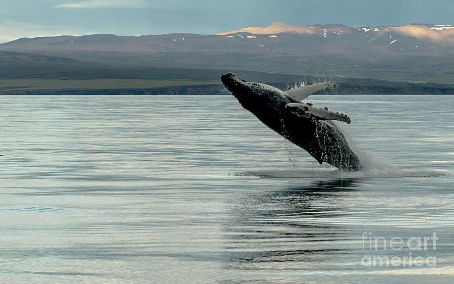 Whale Jumping #5 Photograph by Jorgen Norgaard