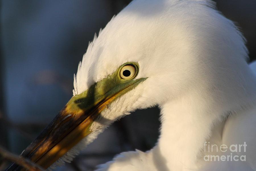 White Egret #5 Photograph by Jeanne Andrews