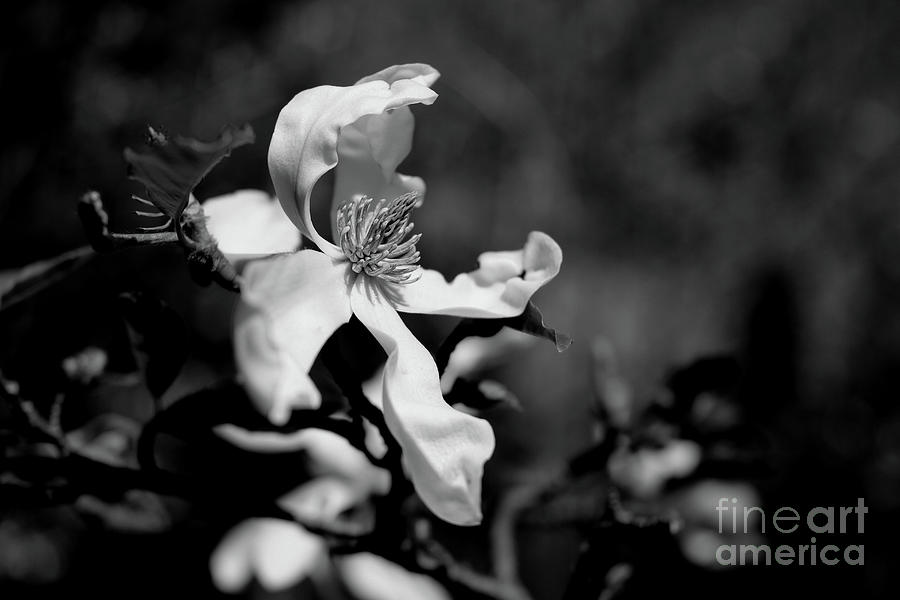 White Magnolia #1 Photograph by Dariusz Gudowicz