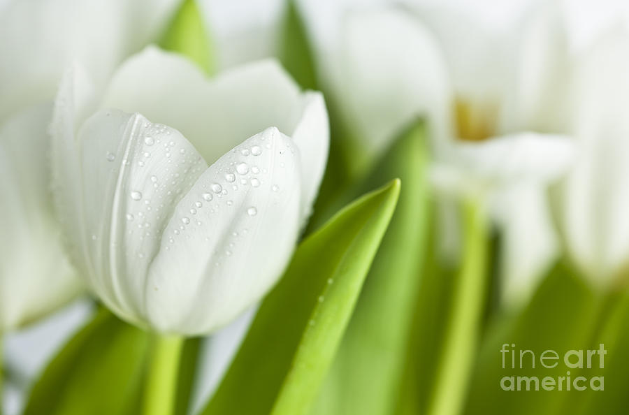 Easter Photograph - White Tulips #5 by Nailia Schwarz