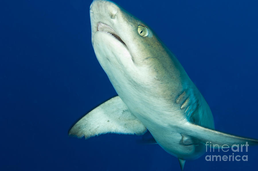 Whitetip Reef Shark, Kimbe Bay, Papua #5 Photograph by Steve Jones