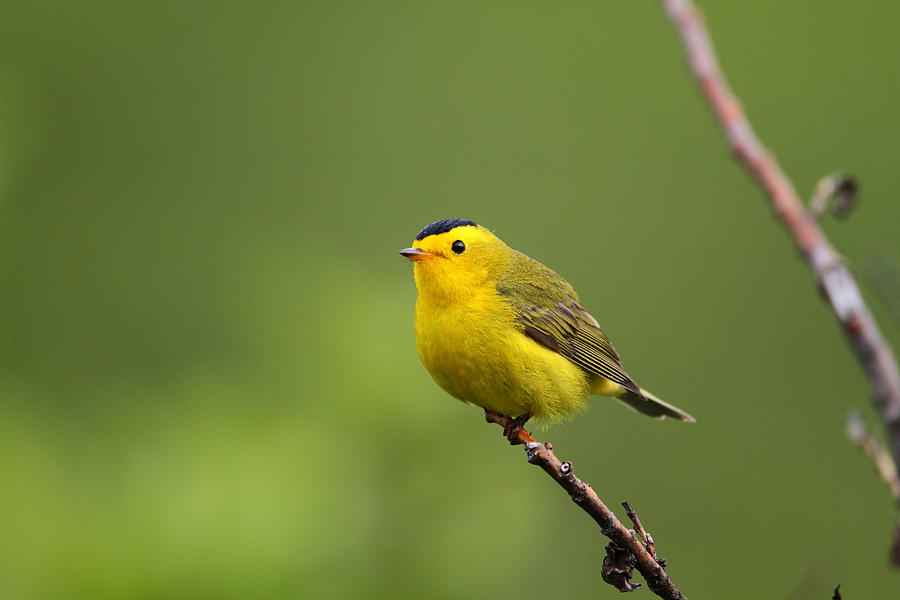 Wilsons Warbler #5 Photograph by Doug Lloyd - Fine Art America