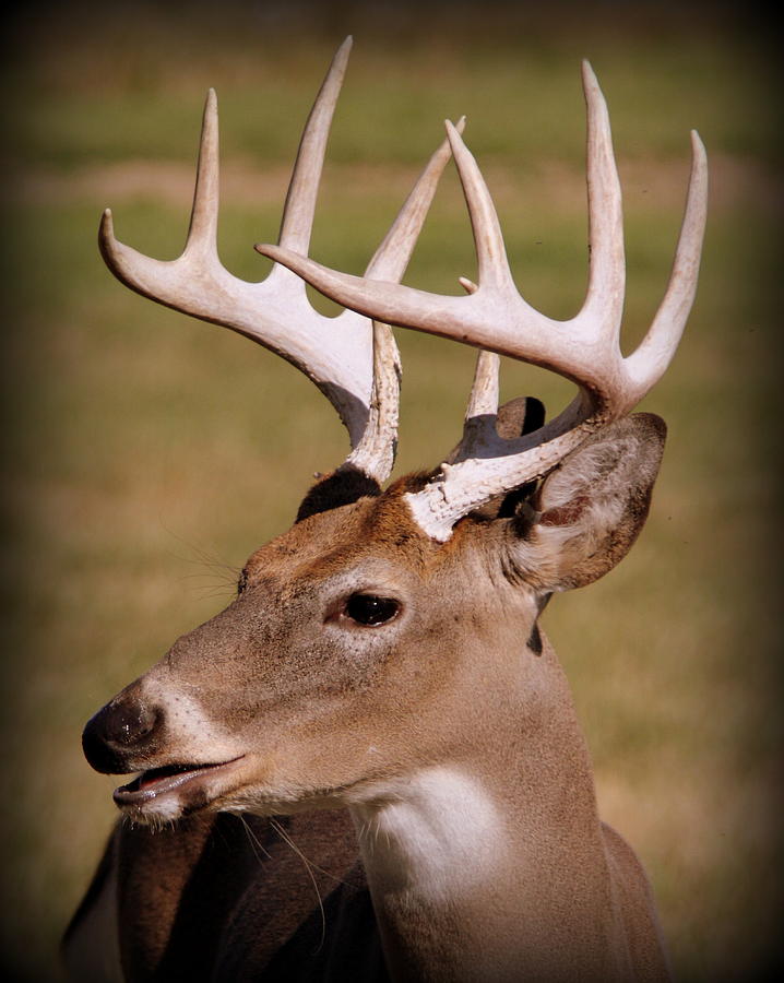 5 X 5 Buck In Side Profile Photograph by Tam Graff